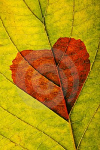 autumn-leaf-with-heart--imagio-preview21072201.jpg
