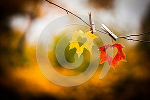 autumn-leaves-with-hearts--imagio-preview27160859.jpg