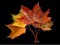 podzimni-listi-autumn-autumnal-pixmac-fotka-73422545.jpg